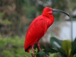 Scarlet Ibis